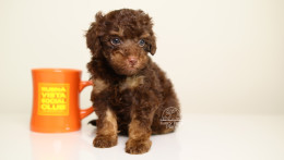 LEONARD — Green eyed Chocolate Phantom