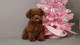 Happily Homed- Mila- 