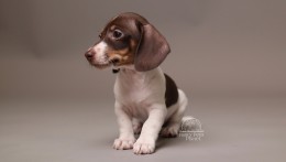 Darvin AKC Mini Dachshund