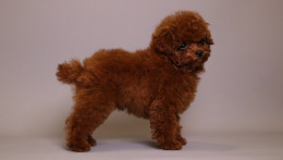 TOMACINO  CHERRY RED TOY POODLE CLASSIC CHINESE TYPE