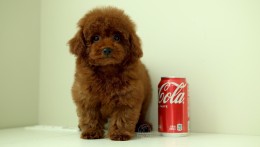 MARCEL – DEEP RED TOY POODLE