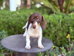 Darvin AKC Mini Dachshund