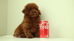 MARCEL – DEEP RED TOY POODLE