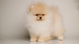 SKY – TINY CREAM POM 