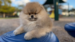 Rey Light Orange Pom