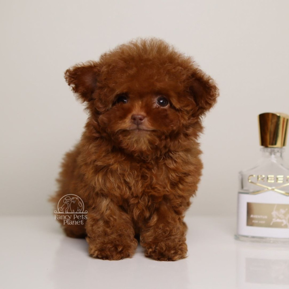 TEO ULTRA TINY TEACUP