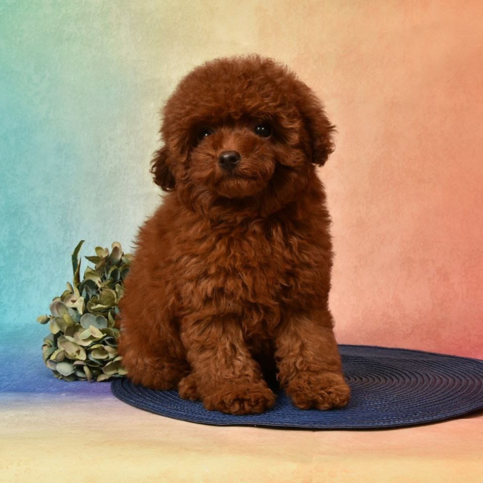 CHARMING LOU MAHOGANY RED TOY