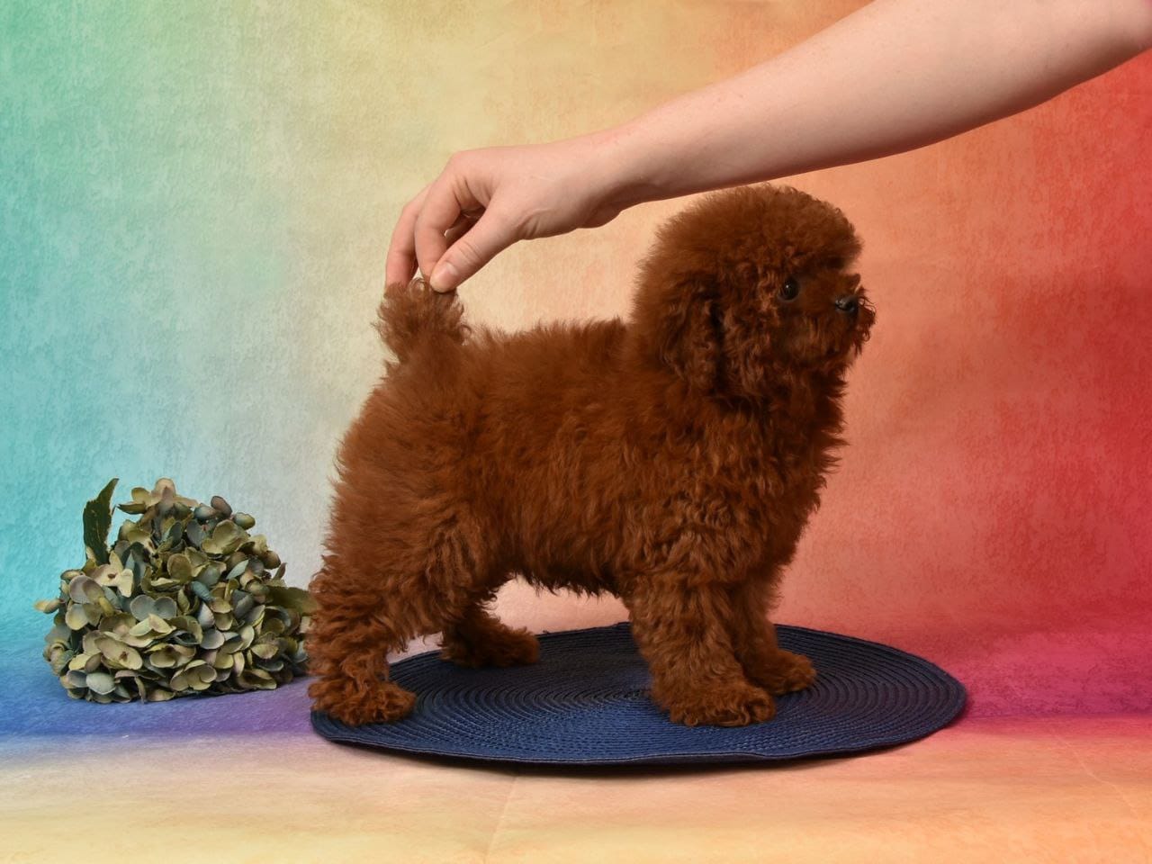 CHARMING LOU MAHOGANY RED TOY