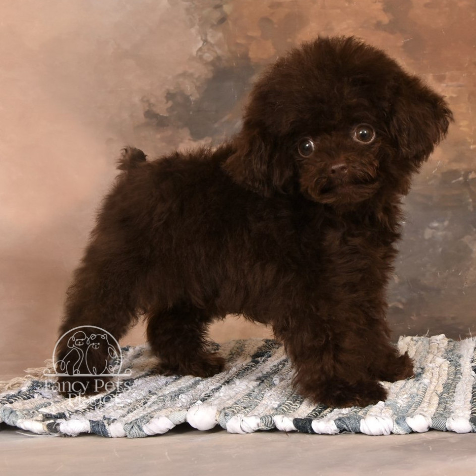 BENTLEY Chocolate TEACUP