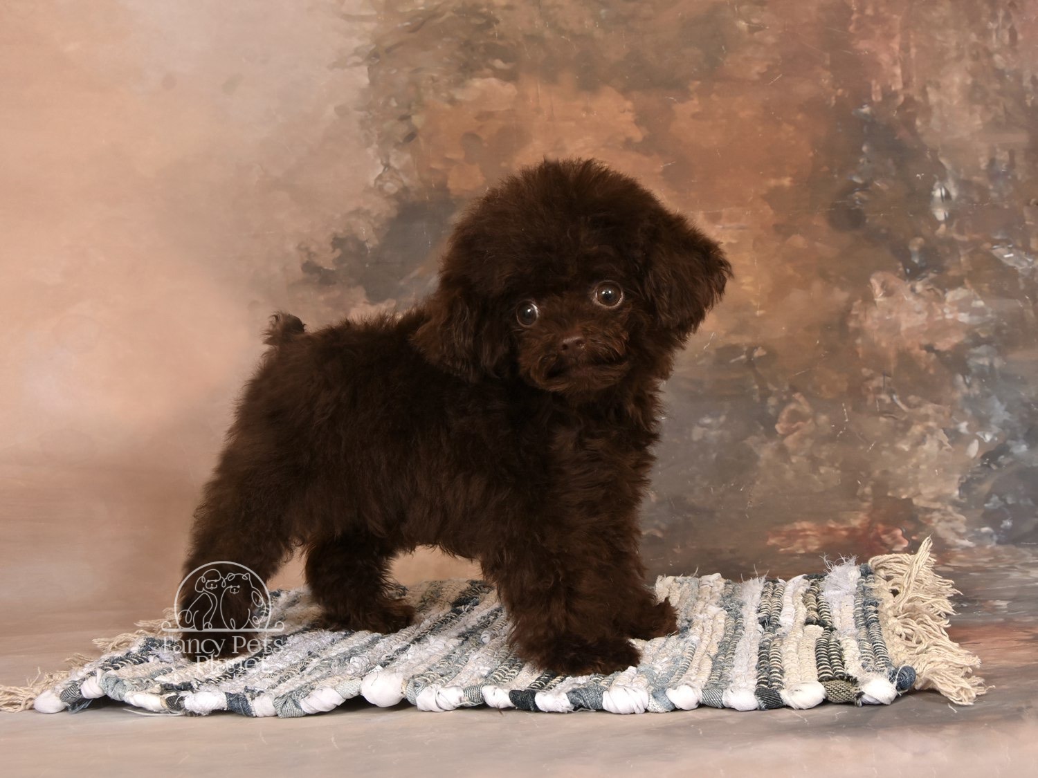 BENTLEY Chocolate TEACUP