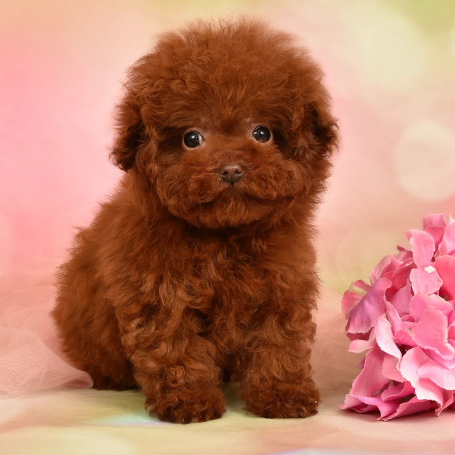 LILLY ULTRA TINY TEACUP CHERRY RED TOY