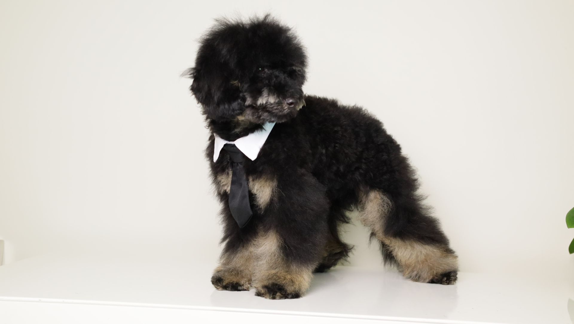 CARLOS BLACK PHANTOM MINI