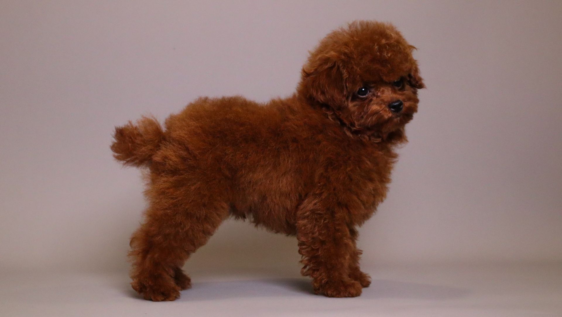 TOMACINO  CHERRY RED TOY POODLE CLASSIC CHINESE TYPE