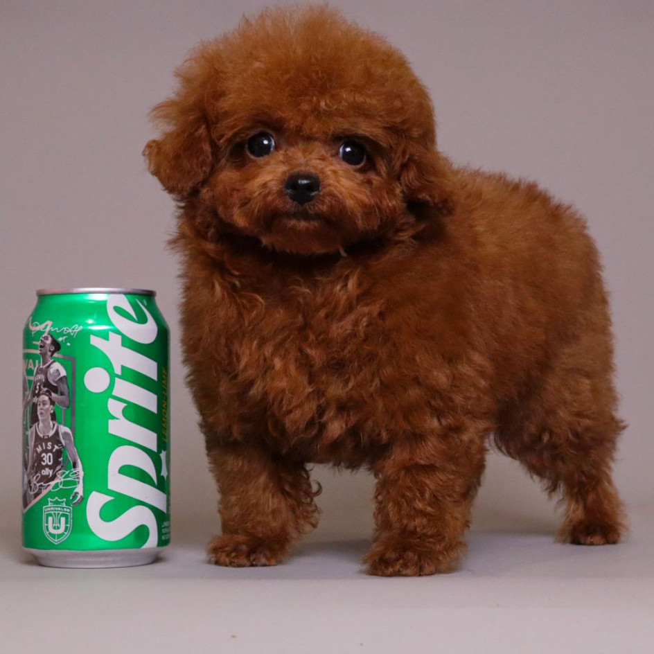 TARIX Tiny Red Toy Poodle