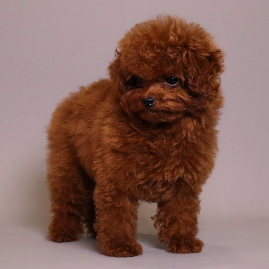 TOMACINO  CHERRY RED TOY POODLE CLASSIC CHINESE TYPE