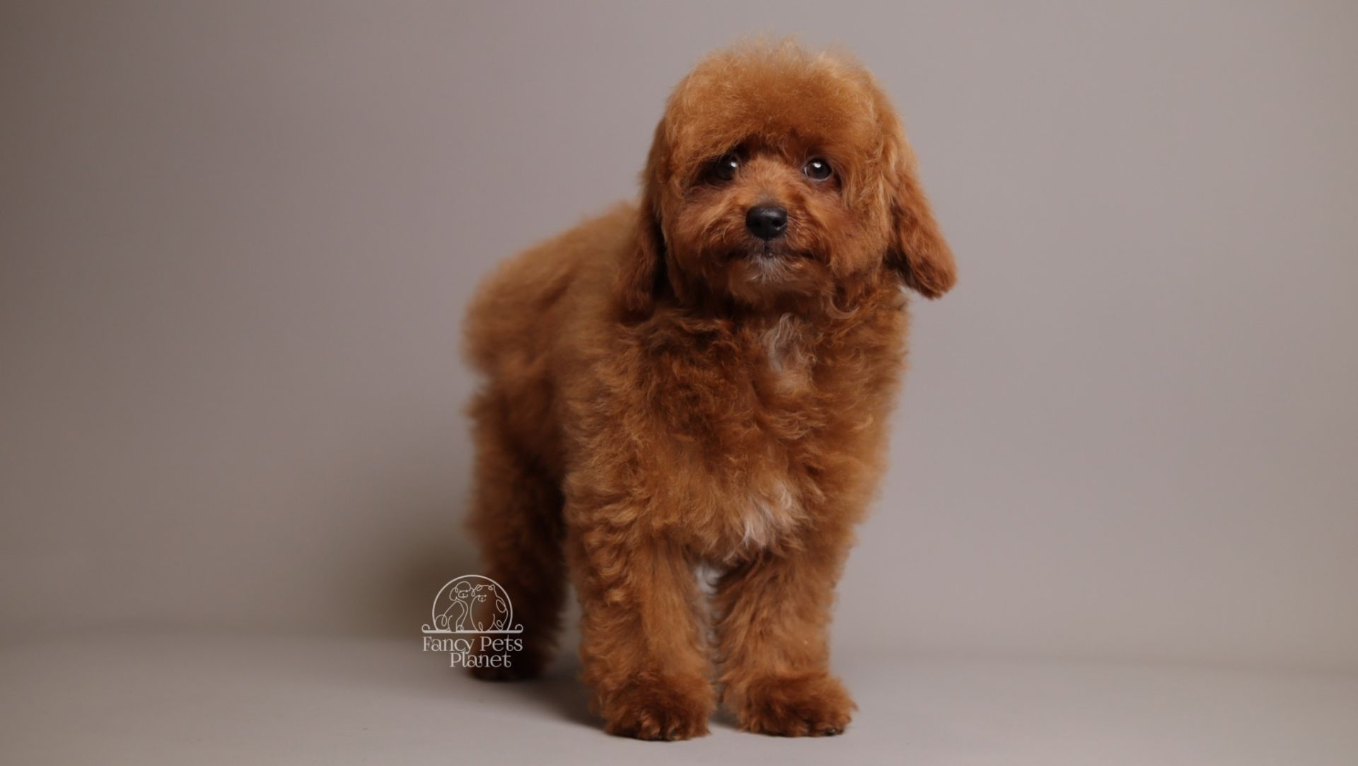 Nova Red Unique teddy bear