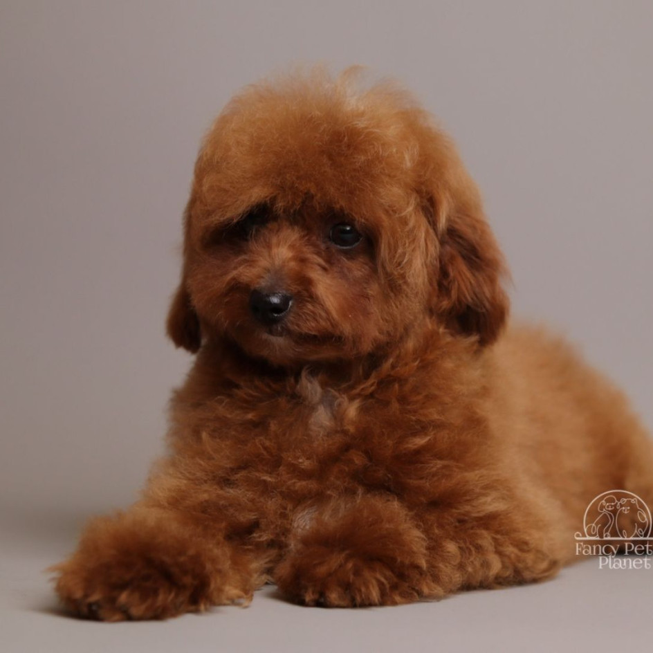 Nova Red Unique teddy bear