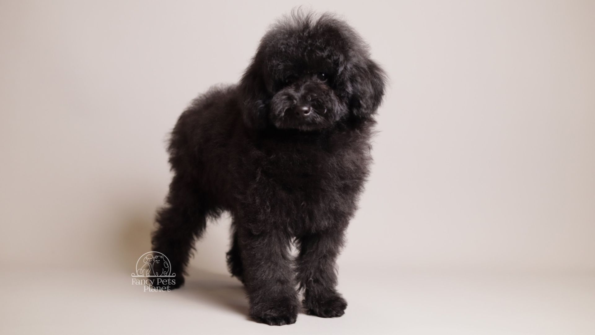 Benji Black Toy poodle