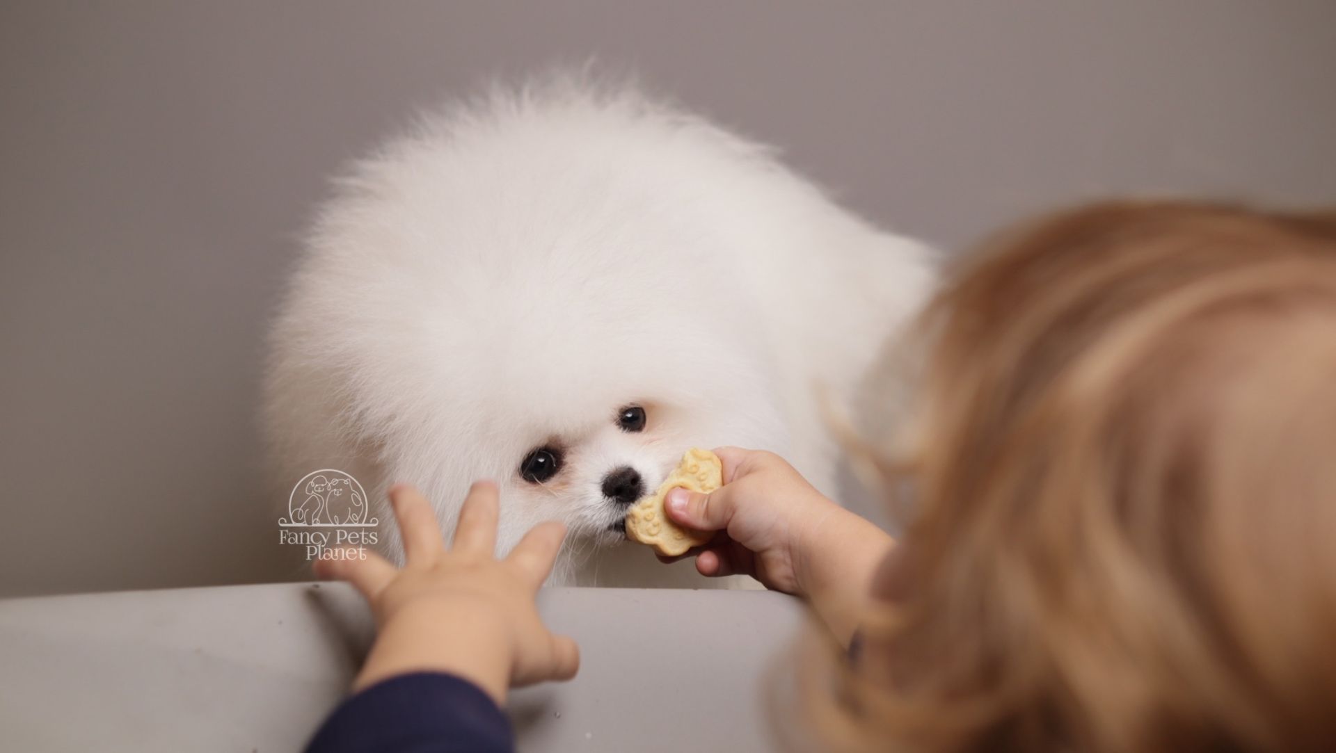 ARIA SNOW WHITE TEDDY BEAR POM