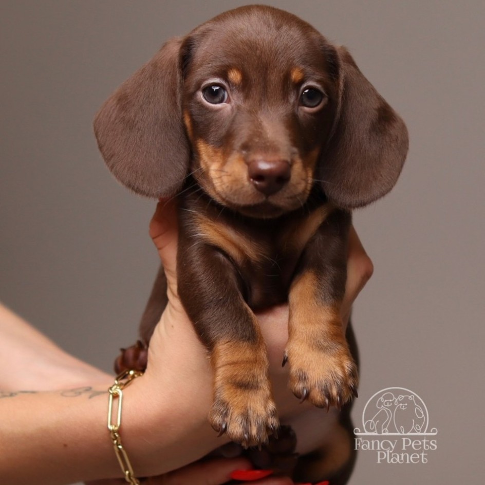Archie AKC Mini Dachshund