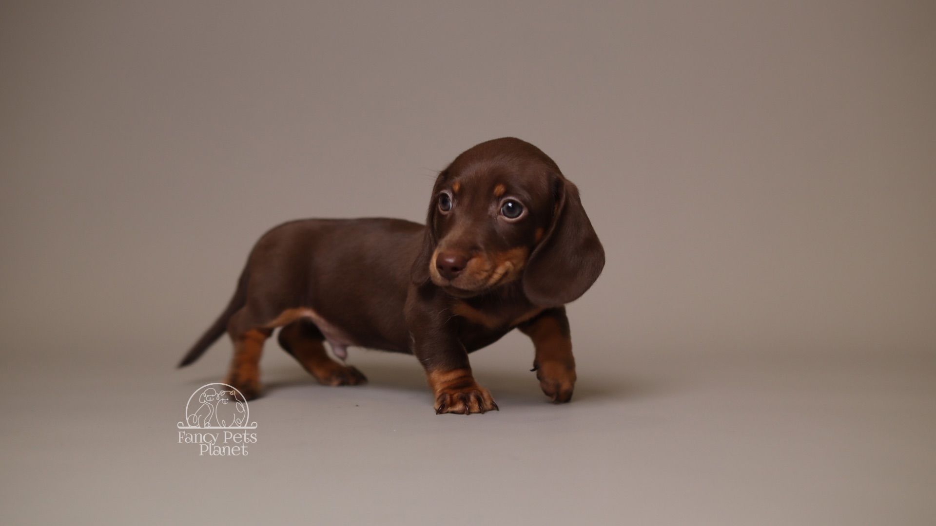 Archie AKC Mini Dachshund