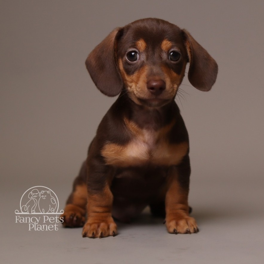 Alfie AKC Mini Dachshund