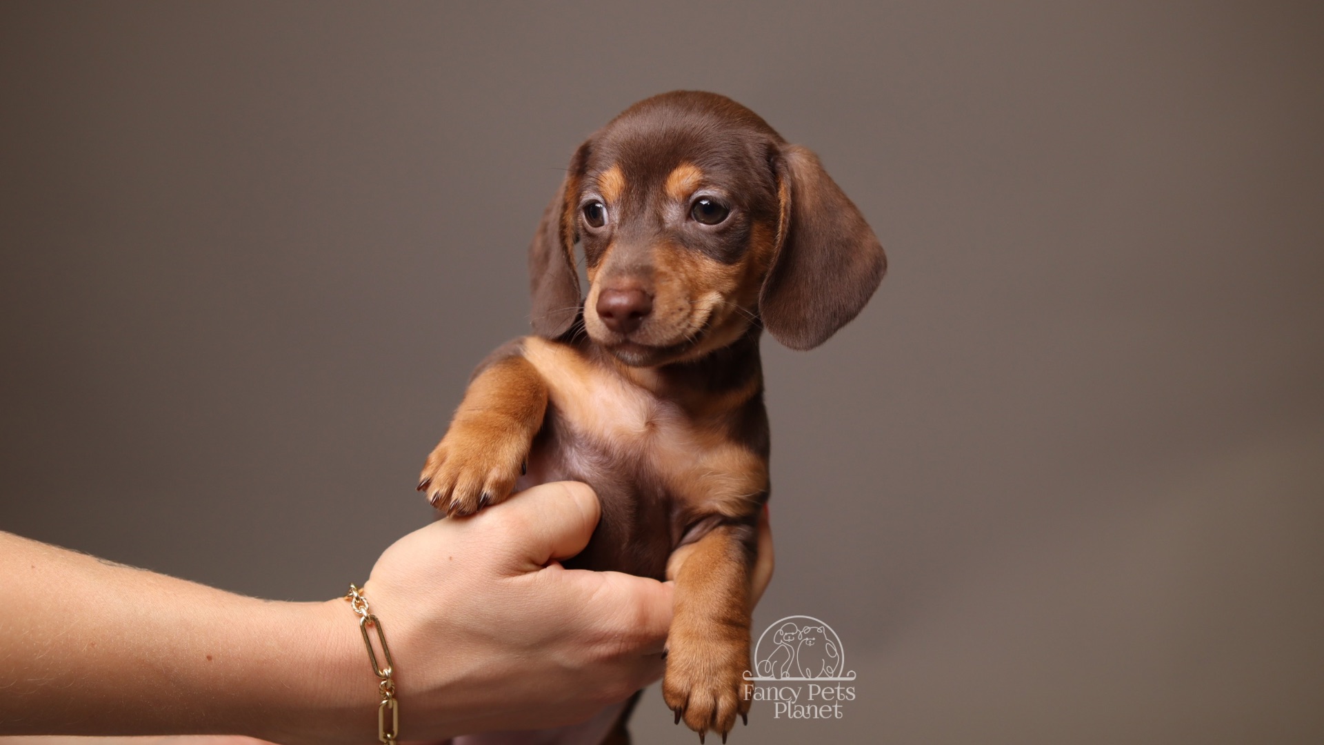 Alfie AKC Mini Dachshund