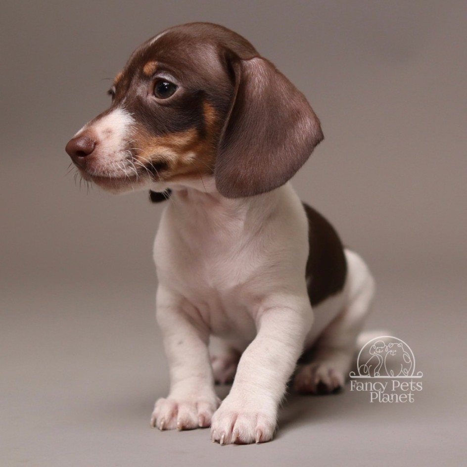 Darvin AKC Mini Dachshund