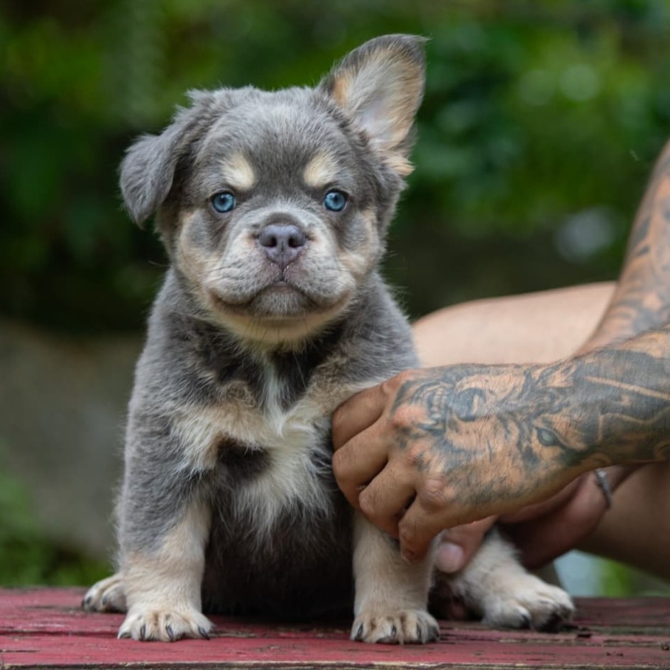 LUFFY  LILAC & TAN FLUFFY