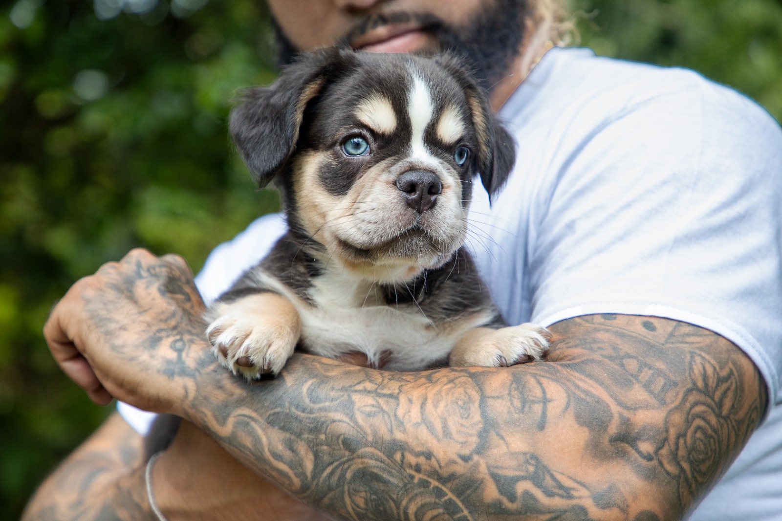 SANJI TRICOLOR COCO & TAN AKC 