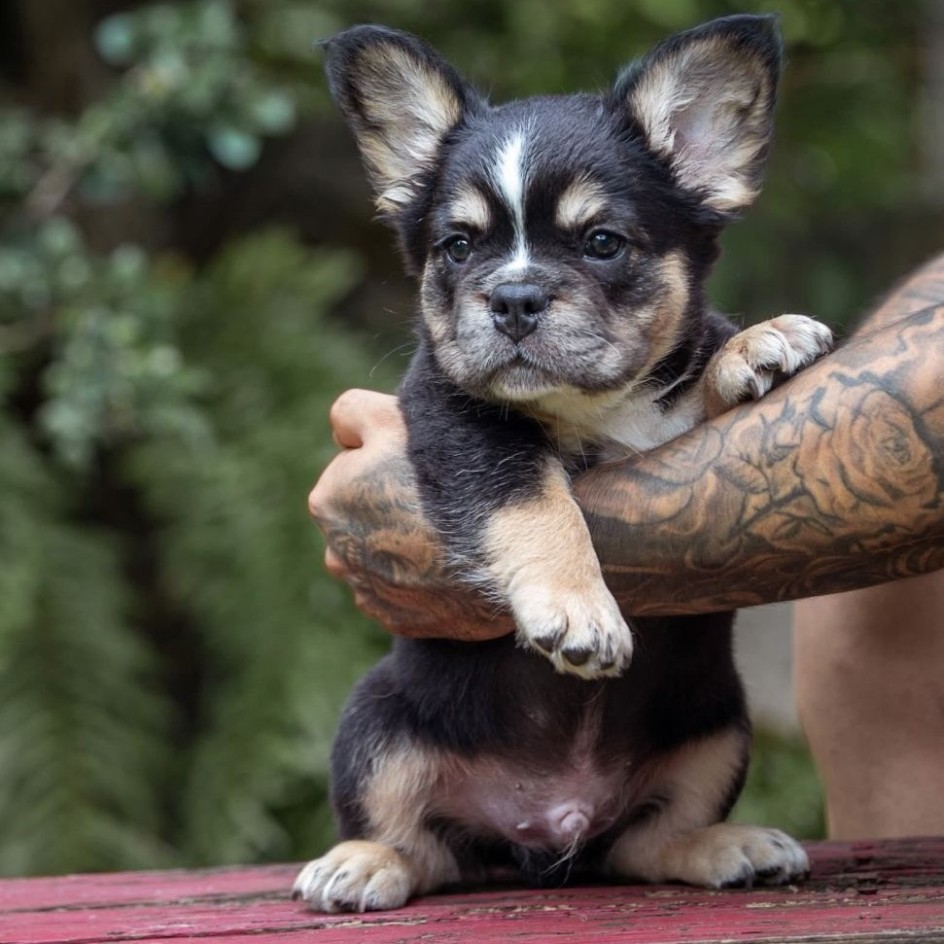 ZORO TRICOLOR BLACK & TAN Frenchie