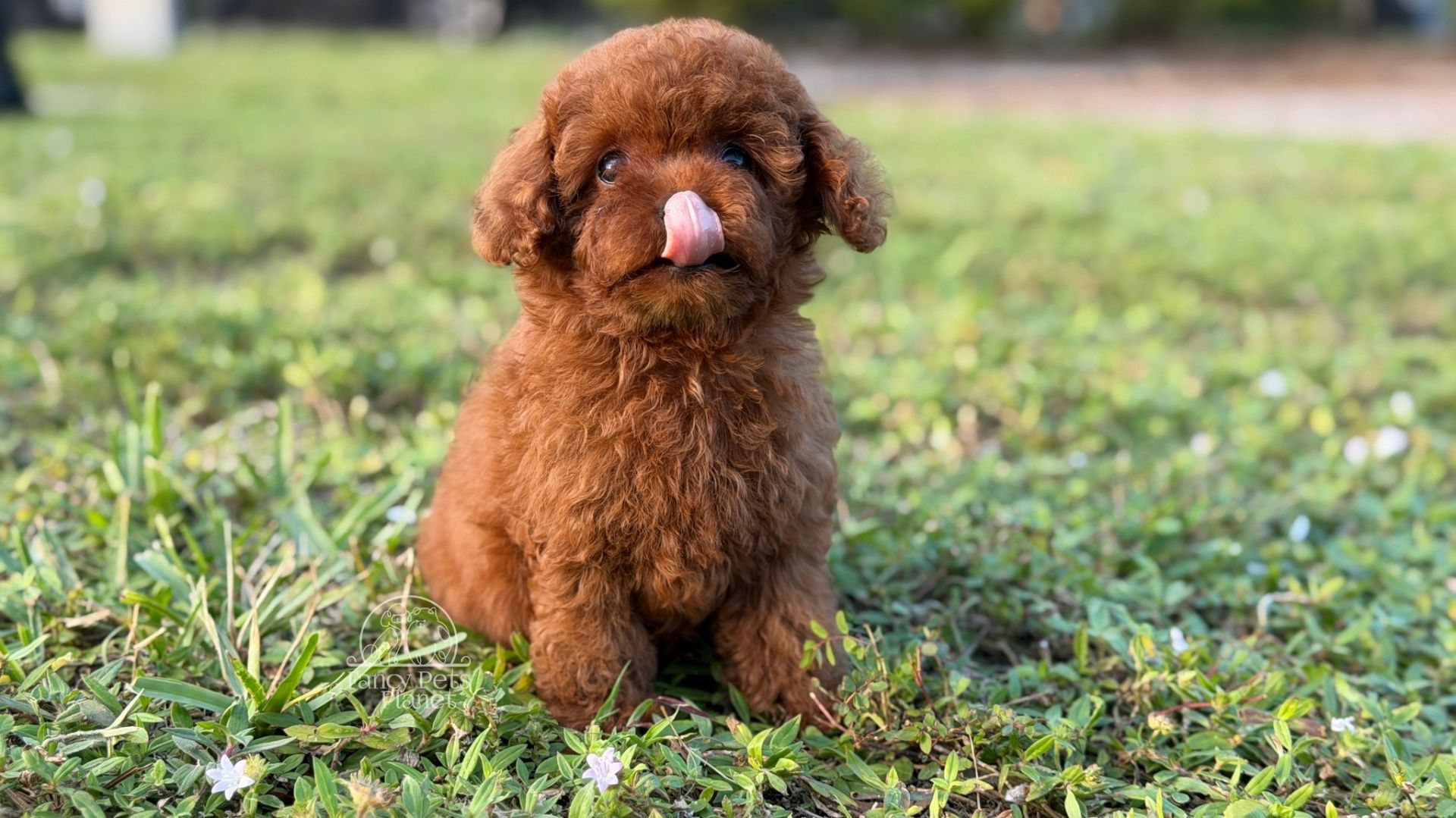 Happily Homed- Chanel 