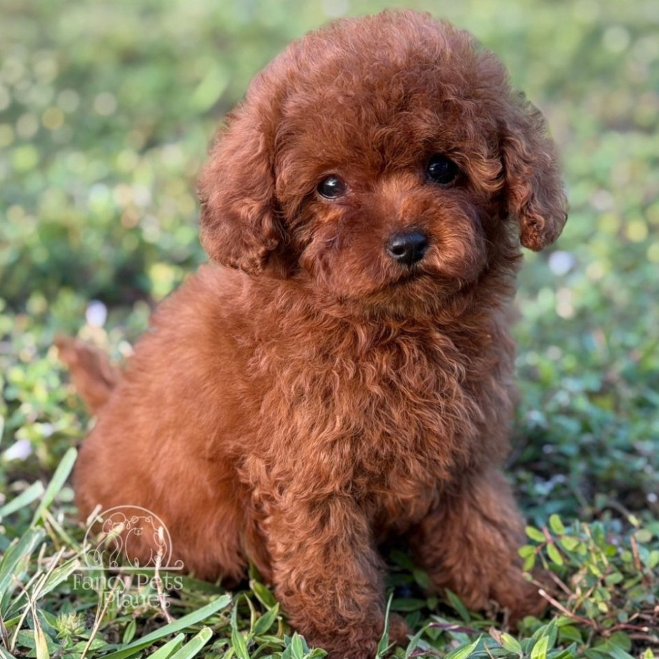 Happily Homed- Chanel 