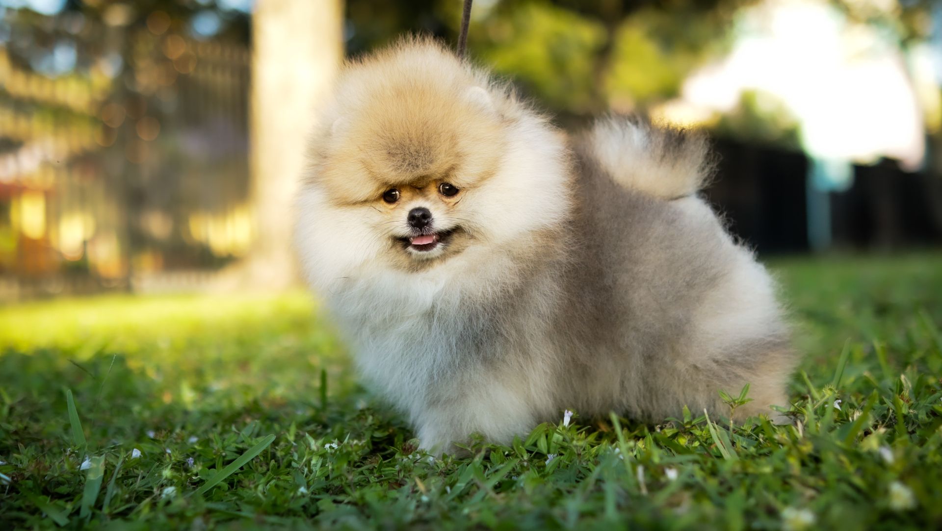 Rey Light Orange Pom