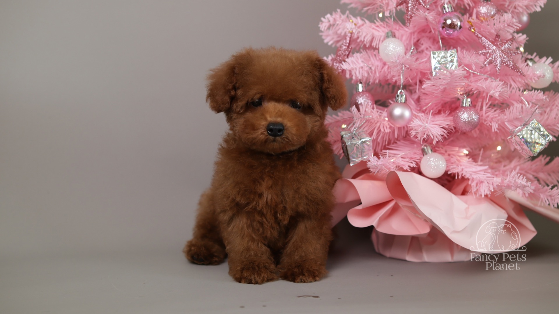 Mila- Teddy Bear red Poodle