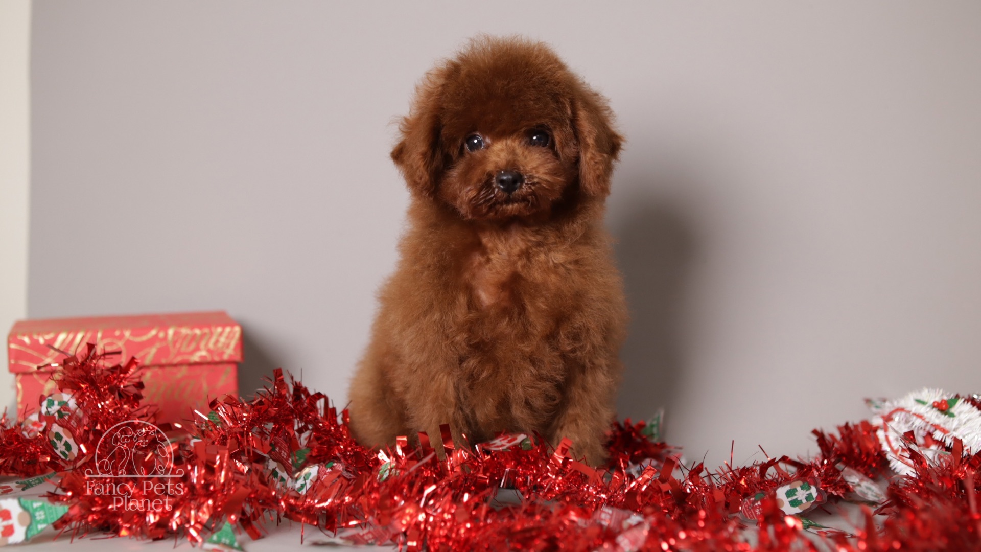 Richie Cherry red Toy Puppy