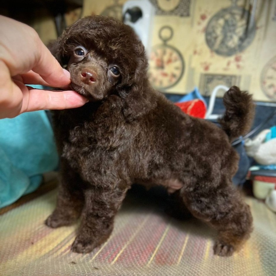 ZEPHYR — DARK CHOCOLATE Phantom 