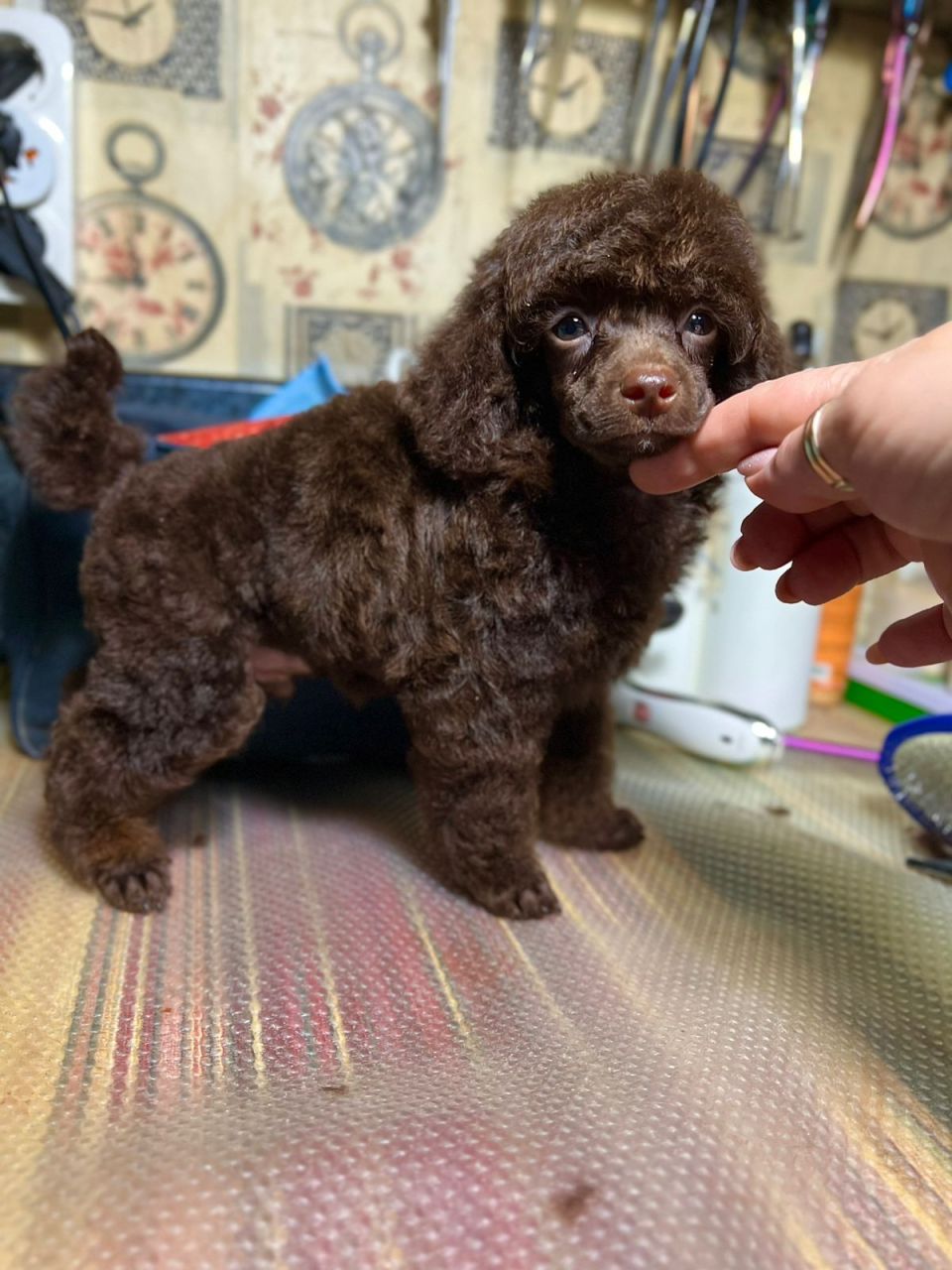 ZEPHYR — DARK CHOCOLATE Phantom 