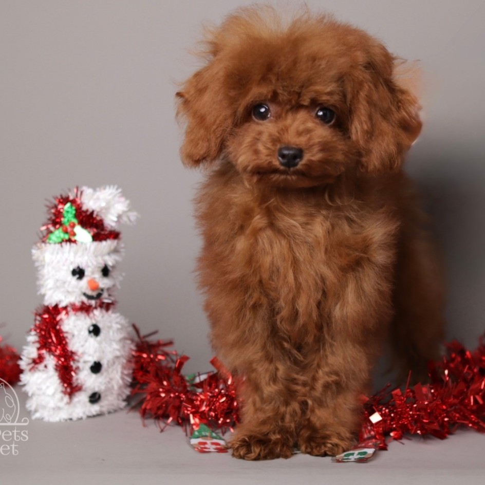 ROMEO  DEEP CHERRY RED TEACUP TOY POODLE