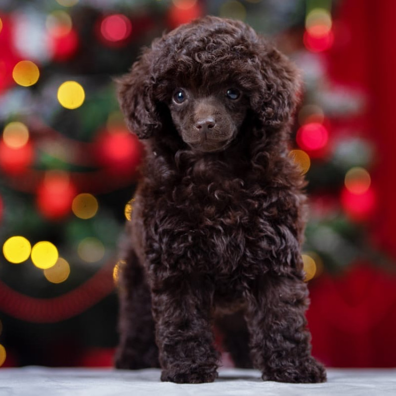 Amore Dark Chocolate Toy