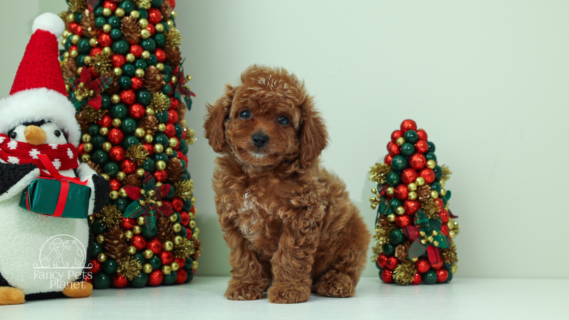 Nova Apricot teddy bear