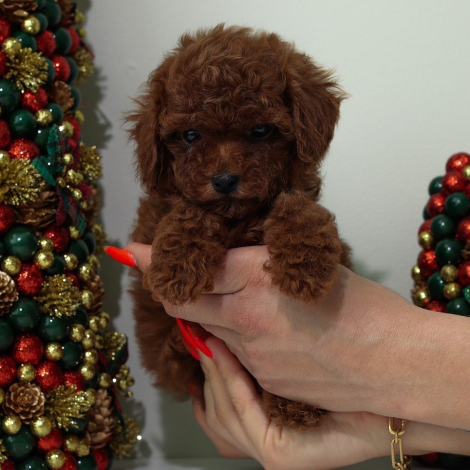 Luna Cherry Red teacup