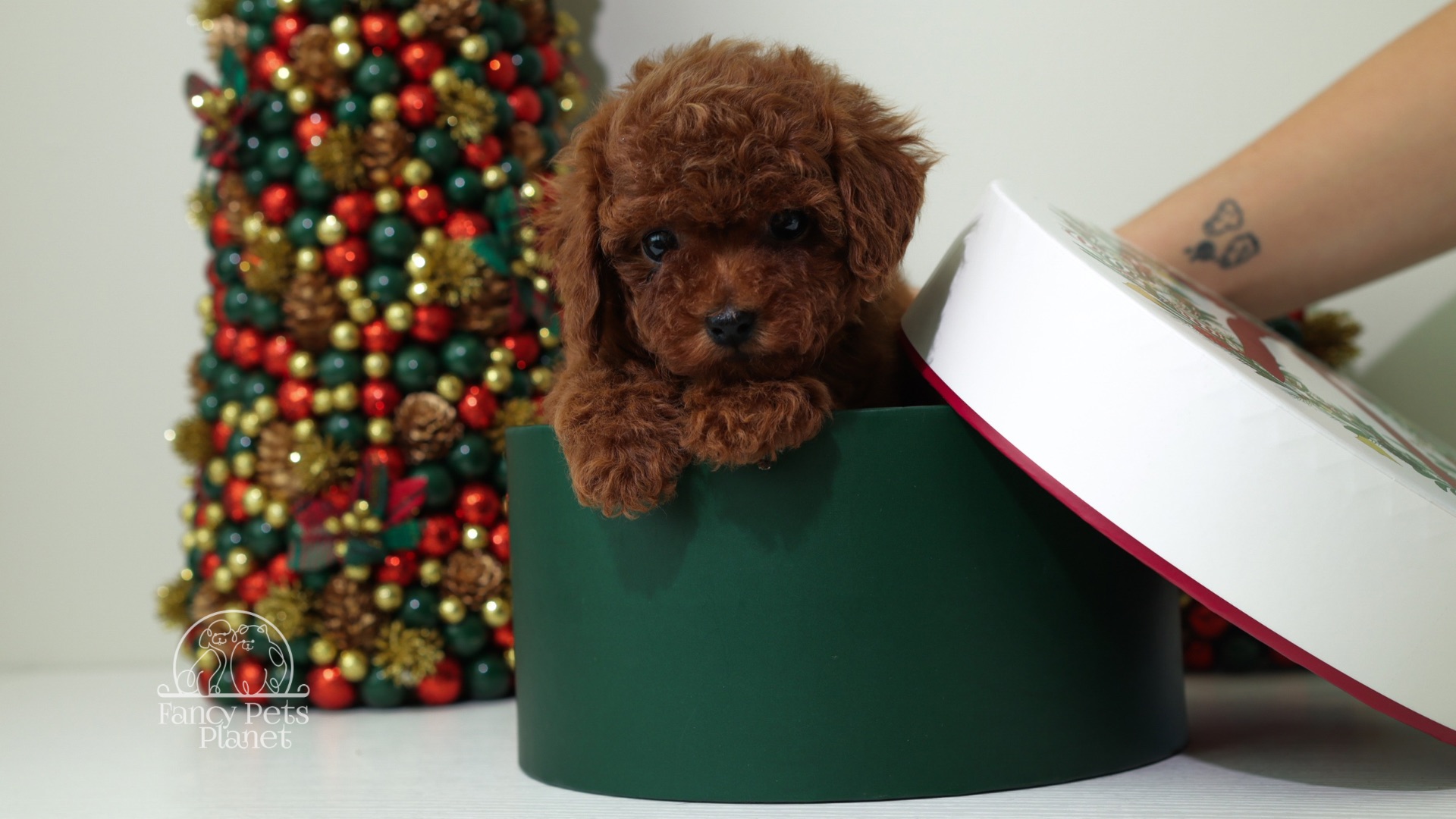 Luna Cherry Red teacup