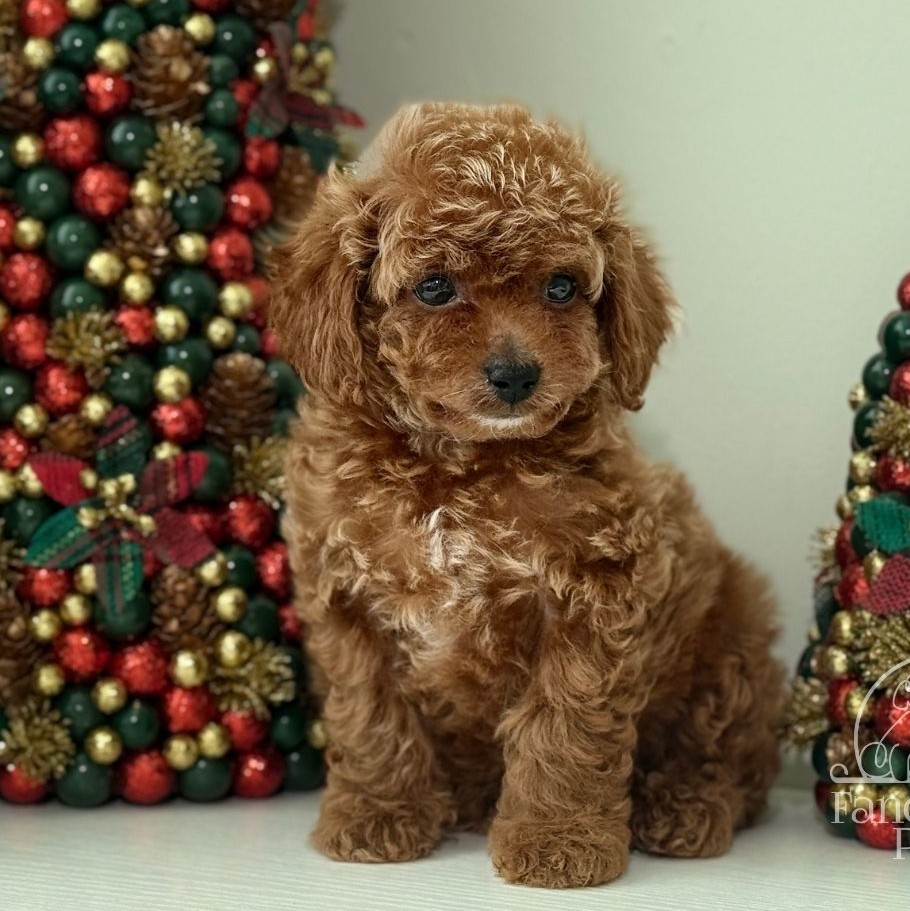 Nova Apricot teddy bear