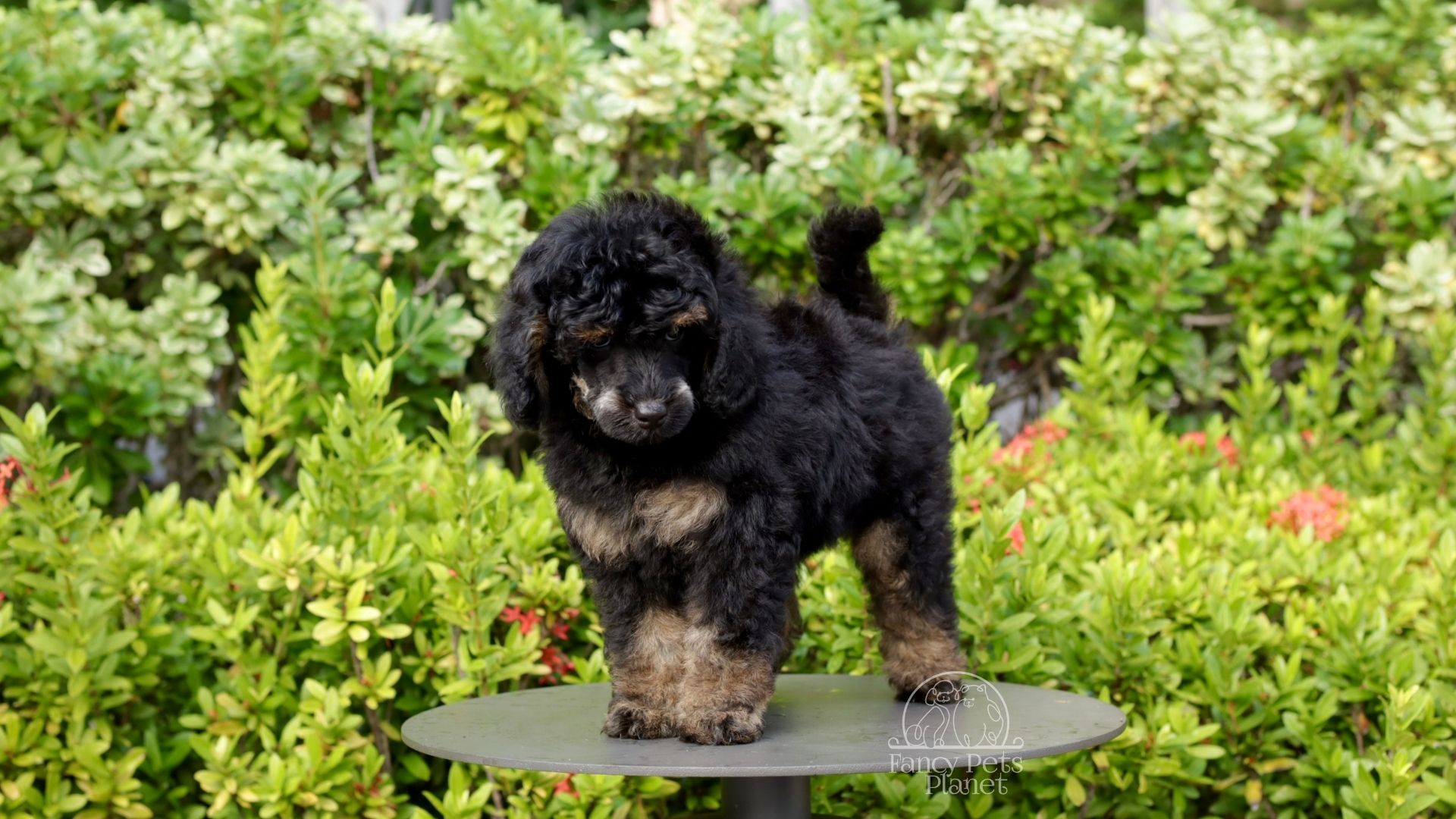 CARLOS BLACK PHANTOM TOY–MINI