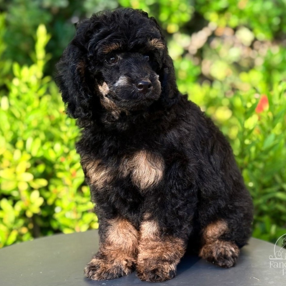 CARLOS BLACK PHANTOM TOY–MINI