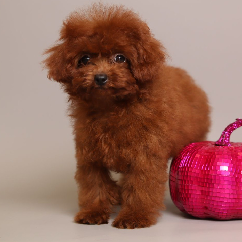 Kelly Cherry red chinese toy