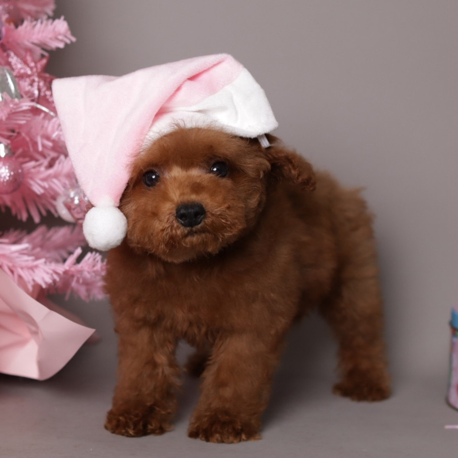 Happily Homed- Mila- 