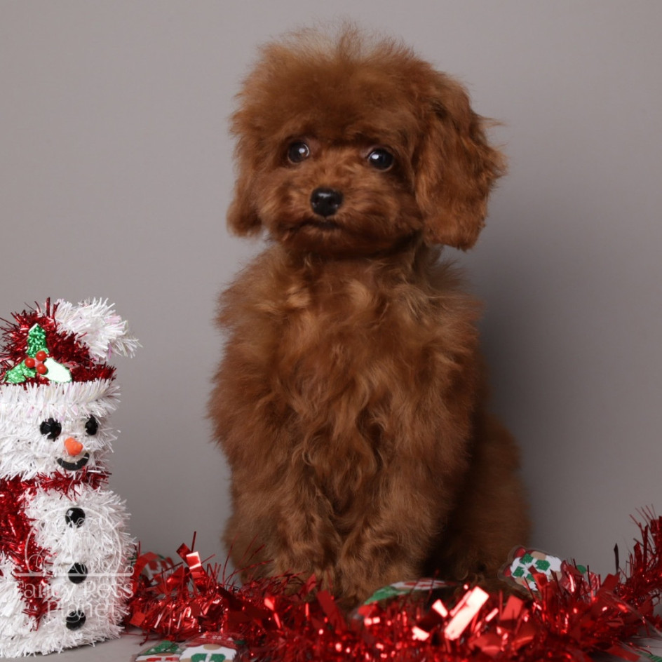 Happily Homed - ROMEO 