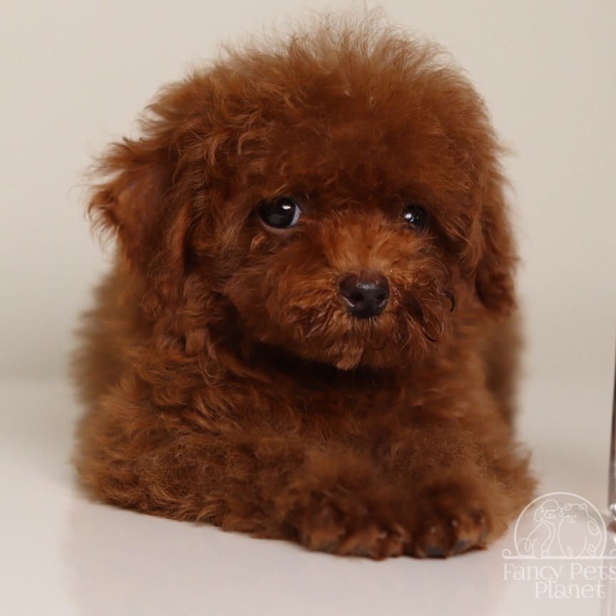 Happily Homed- Giselle 